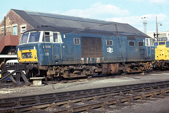 7036 (Cat No TTR253)