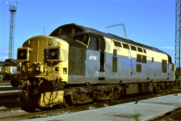 37114 (Cat No TTR2304)  TOTON 14-5-1995 Michael Hill