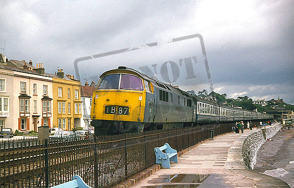 1008 WESTERN HARRIER (Cat No UN1008) DAWLISH