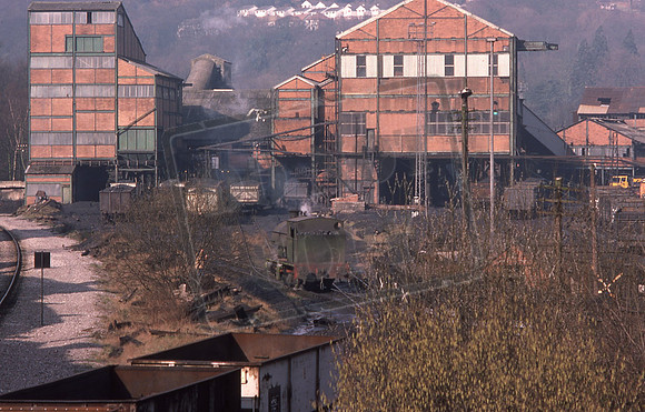 Mountain Ash (Cat No 202-24) 24-02-1976 David Canning