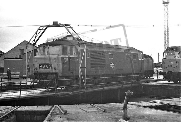 TTP7022 OLD OAK COMMON