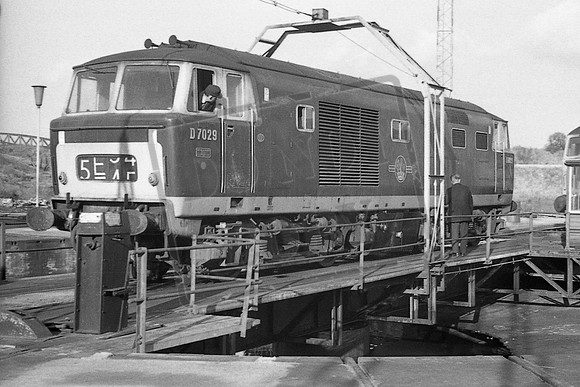 TTP7029 OLD OAK COMMON 1969