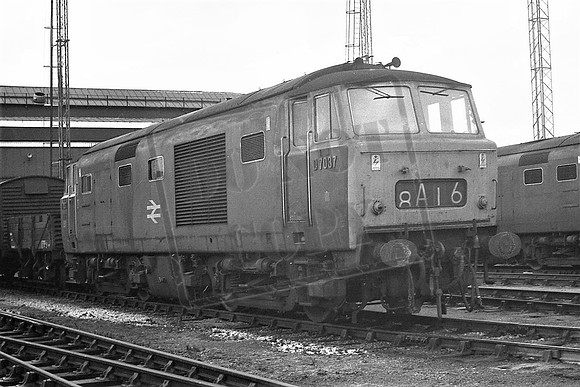 TTP7037 OLD OAK COMMON