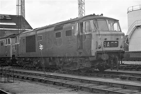 TTP7053 OLD OAK COMMON