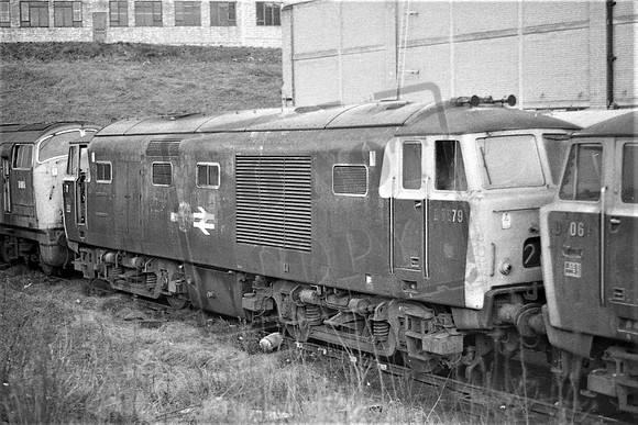 TTP7079 OLD OAK COMMON